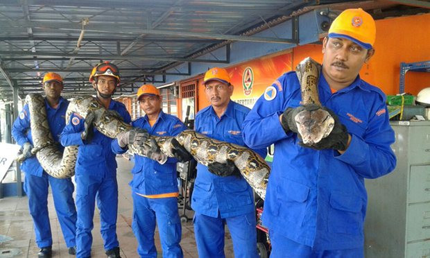 Έπιασαν το μεγαλύτερο φίδι στον κόσμο [ΒΙΝΤΕΟ]