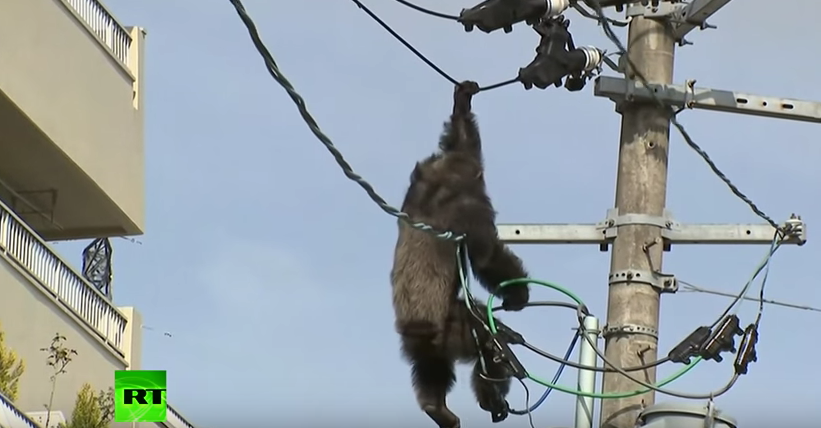 Δραματική διάσωση χιμπατζή από κολώνα ηλεκτρικού ρεύματος [ΒΙΝΤΕΟ]