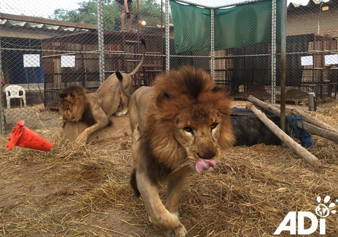 Το ταξίδι 33 λιονταριών από τα βασανιστήρια στην ελευθερία