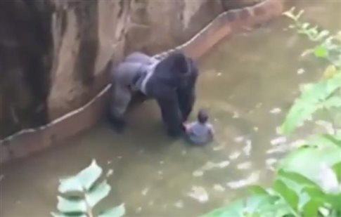 Δραματικές στιγμές σε ζωολογικό κήπο: Τετράχρονος έπεσε σε τάφρο γορίλα [Βίντεο]