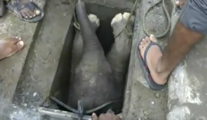 Σρι Λάνκα: Διέσωσαν μωρό ελεφαντάκι που είχε πέσει σε υπόνομο [BINTEO]