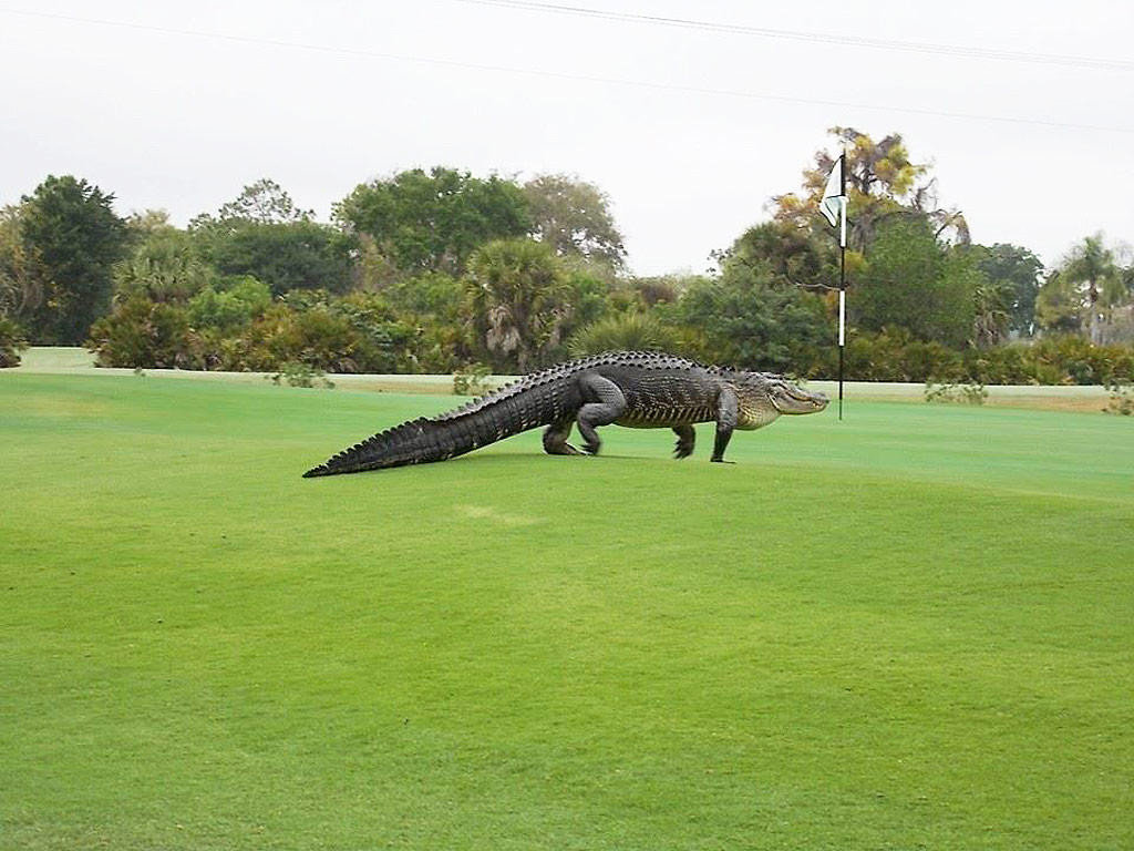 Τεράστιος αλιγάτορας απολαμβάνει τη βόλτα του σε γήπεδο γκολφ [ΒΙΝΤΕΟ]