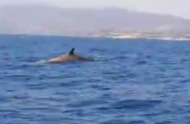 Φάλαινα απολαμβάνει το κολύμπι της στην Κρήτη [ΒΙΝΤΕΟ]
