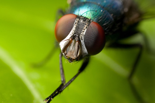 Άγνωστο είδος μύγας ανακαλύφθηκε στις Βρυξέλλες