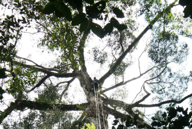 To ψηλότερο τροπικό δέντρο στον κόσμο είναι λίγο πιο κοντό από το Μπιγκ Μπεν [ΒΙΝΤΕΟ]