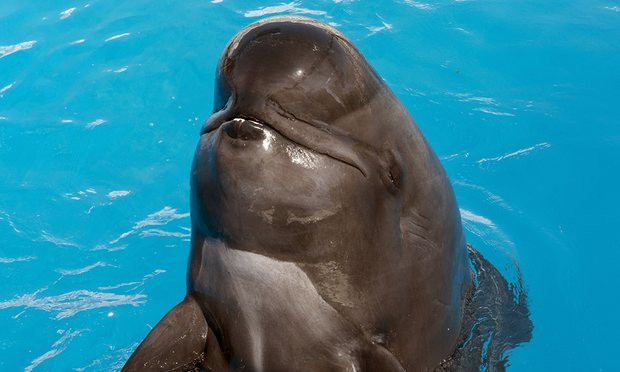 Πέθανε η Bubbles, η γηραιότερη φάλαινα σε αιχμαλωσία – Οργή στα social media