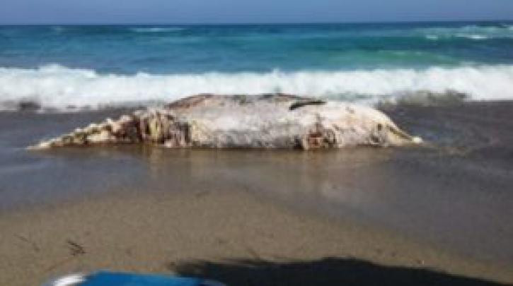 Νεκρή φάλαινα ξεβράστηκε σε παραλία του νησιού Χρυσή [ΦΩΤΟΓΡΑΦΙΕΣ]
