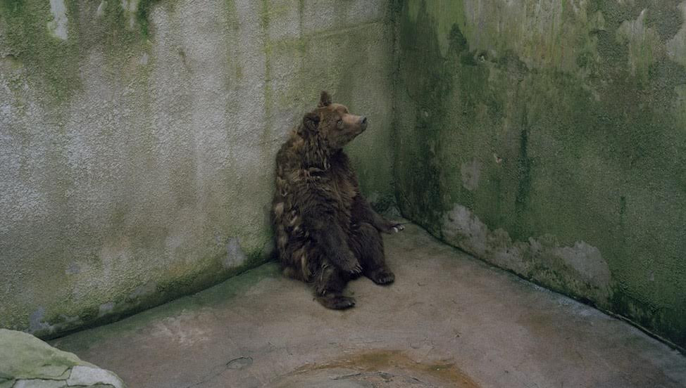Ιστορίες για αρκούδες: Πόσο άγρια φερόμαστε στα άγρια ζώα;