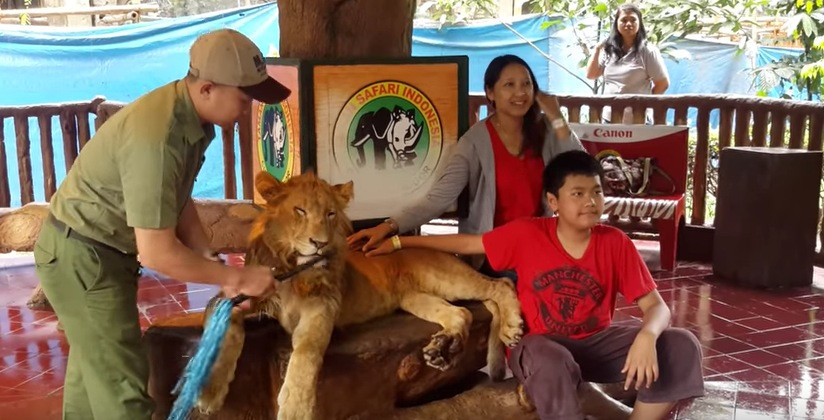 Βασανίζουν ένα λιοντάρι για να βγάζουν οι τουρίστες φωτογραφίες μαζί του [Βίντεο]