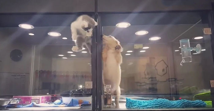 Γάτα δραπετεύει από κλουβί για να παίξει με το κουτάβι που γειτονεύει [ΒΙΝΤΕΟ]