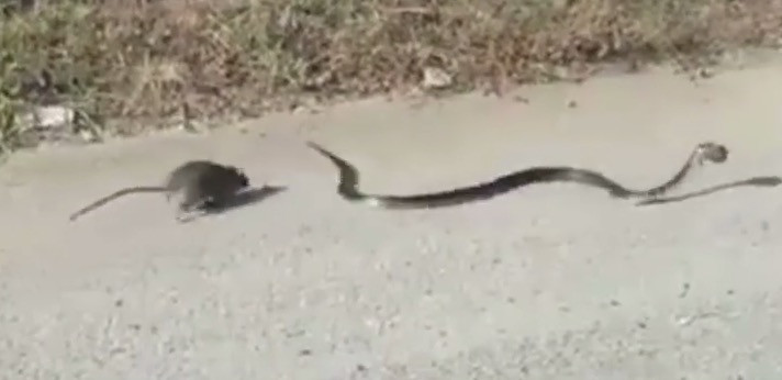 ΒΙΝΤΕΟ: Αρουραίος παλεύει με φίδι για να σώσει το μωρό του
