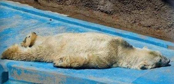 Πέθανε ο Αρτούρο, η «θλιμμένη» πολική αρκούδα της Αργεντινής