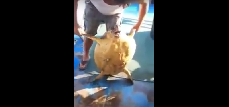 Σε δίκη ο ψαράς που ανέβασε στο facebook βίντεο στο οποίο βασανίζει καρέτα – καρέτα