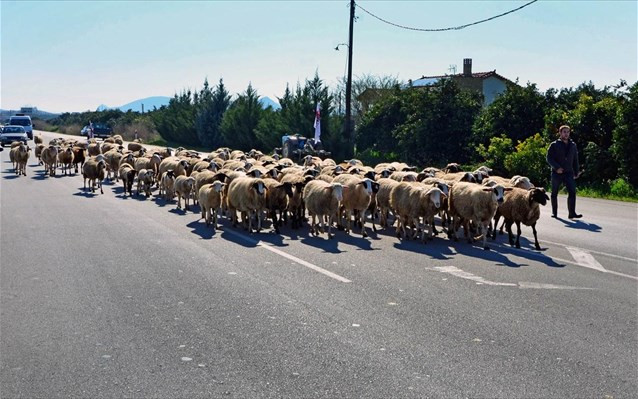 Πρόβατα προκάλεσαν κυκλοφοριακό χάος στη Θεσσαλονίκη