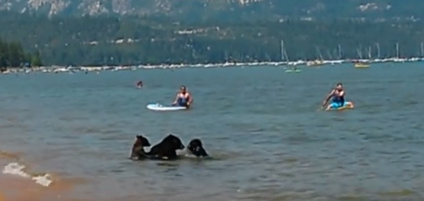 Μαμά αρκούδα πήγε τα μωρά της για μπανάκι στην παραλία! [ΒΙΝΤΕΟ]