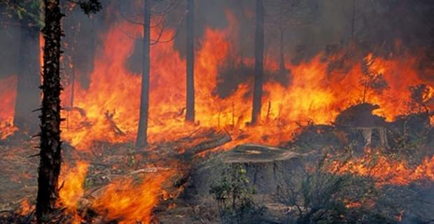 Πυρκαγιά σε δάσος στην Βοιωτία