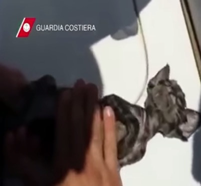 ΒΙΝΤΕΟ: Ιταλοί λιμενικοί δίνουν το φιλί της ζωής σε νεογέννητο γατάκι