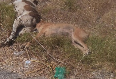 Άγριο έγκλημα: Σκότωσαν κι έγδαραν σκύλους στην Αιτωλοακαρνανία