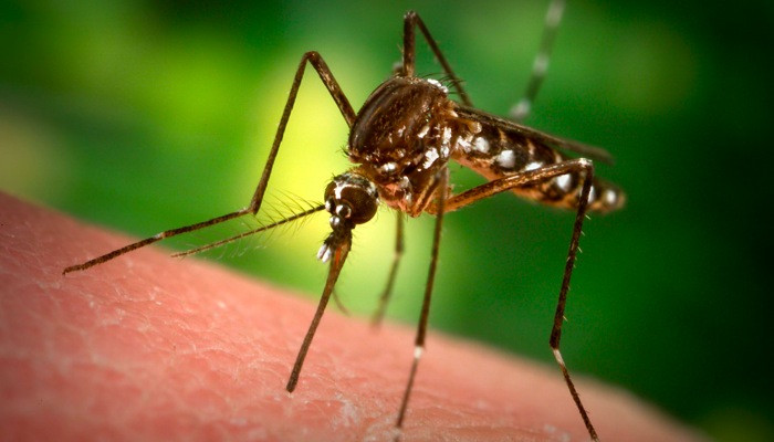 ΚΕΕΛΠΝΟ: Αμελητέος ο κίνδυνος ελονοσίας στην Ελλάδα