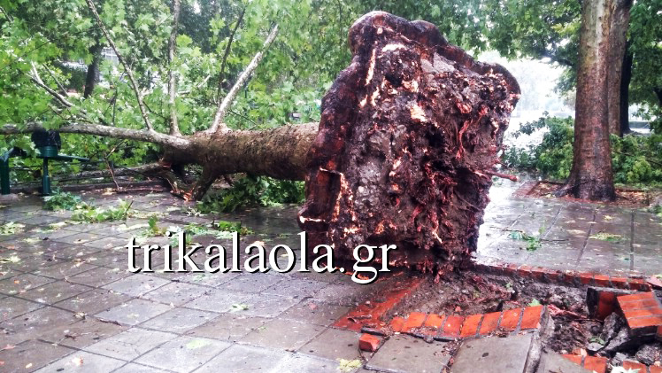 Ξεριζώθηκαν δέντρα από την κακοκαιρία στα Τρίκαλα [Βίντεο]