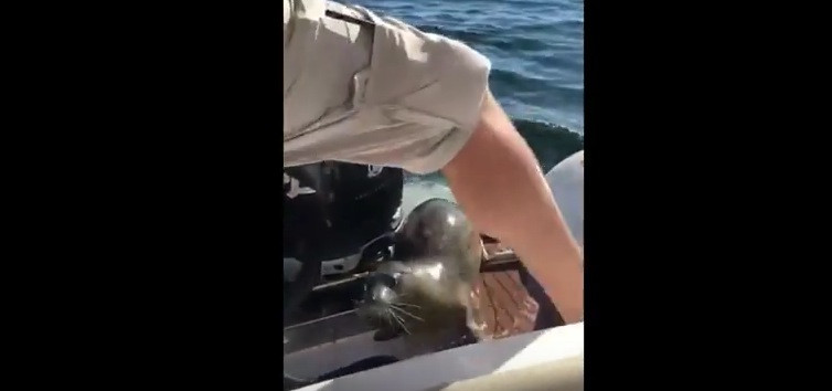 Φώκια πηδάει σε βάρκα για να γλιτώσει από φάλαινες [Βίντεο]