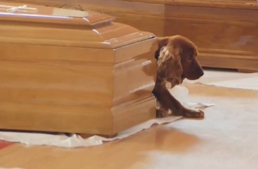 Σκύλος αποχαιρετά τον ιδιοκτήτη του που χάθηκε στο σεισμό [ΒΙΝΤΕΟ]