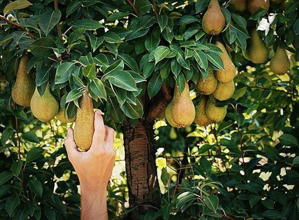 Κίνημα αστικών περιβολιών: Πέντε πόλεις που τρως δωρεάν φρούτα από δέντρα στους δρόμους