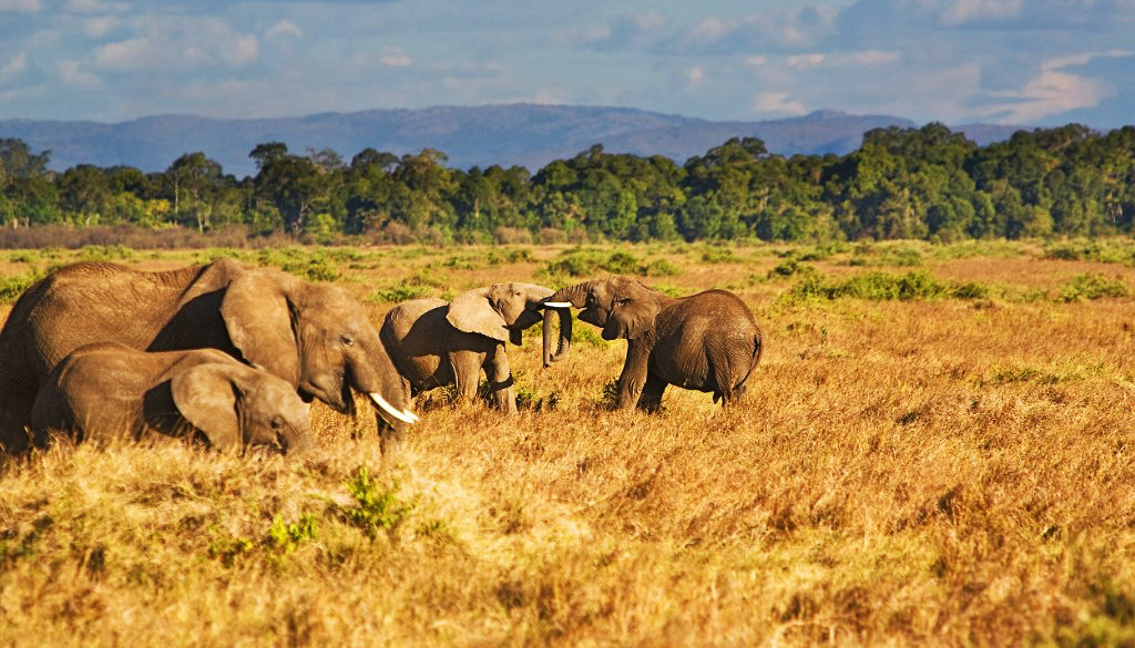 Οι ελέφαντες στην Αφρική βαίνουν προς εξαφάνιση