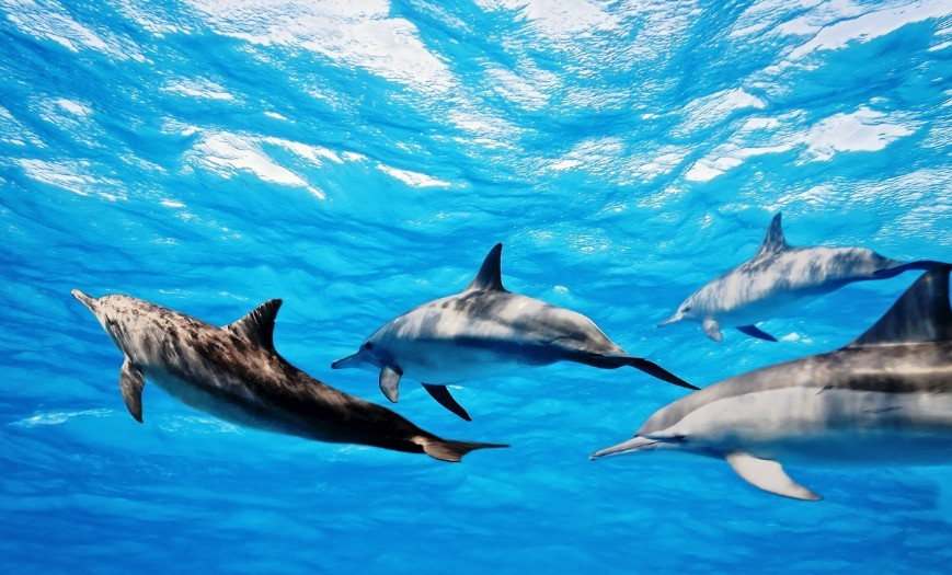 Κατέγραψαν δελφίνια να τα… λένε μεταξύ τους!