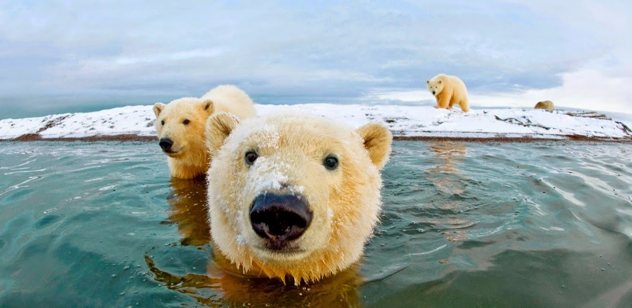 Πολικές αρκούδες πολιορκούν επιστήμονες στην Αρκτική