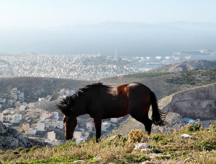 Τα ζώα της Αθήνας μέσα από τον φωτογραφικό φακό