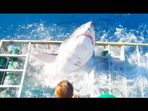 Λευκός καρχαρίας εισβάλλει σε κλουβί δύτη [ΒΙΝΤΕΟ]