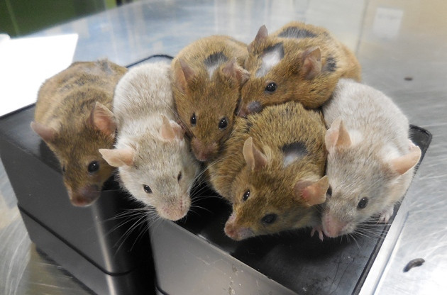 Επιστήμονες δημιούργησαν για πρώτη φορά ωάρια ποντικιών από βλαστοκύτταρα [ΦΩΤΟ]