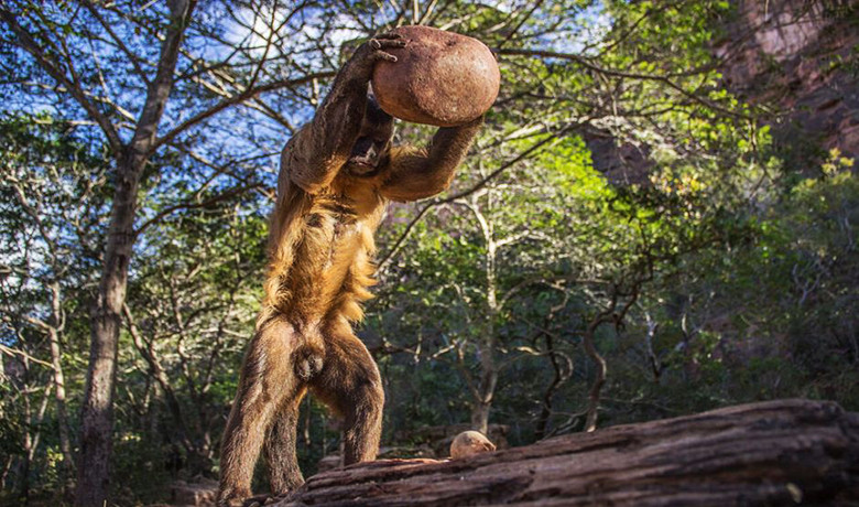 Οι μαϊμούδες κατασκευάζουν αιχμηρά εργαλεία όπως οι άνθρωποι
