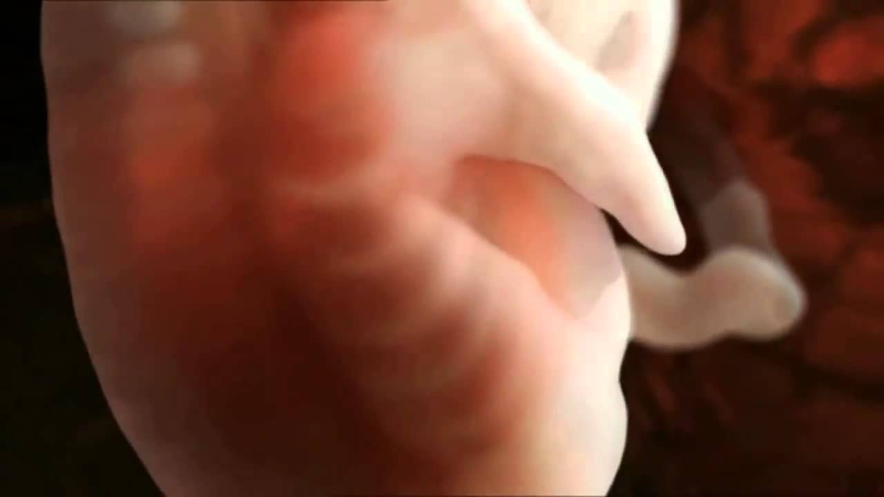 Η ζωή πριν την γέννηση από τους 0 έως του 9 μήνες σε ένα βίντεο