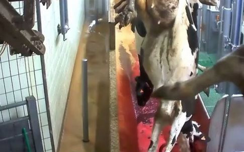 Βίντεο-σοκ από τη Γαλλία: Σφαγιάζουν έγκυες αγελάδες