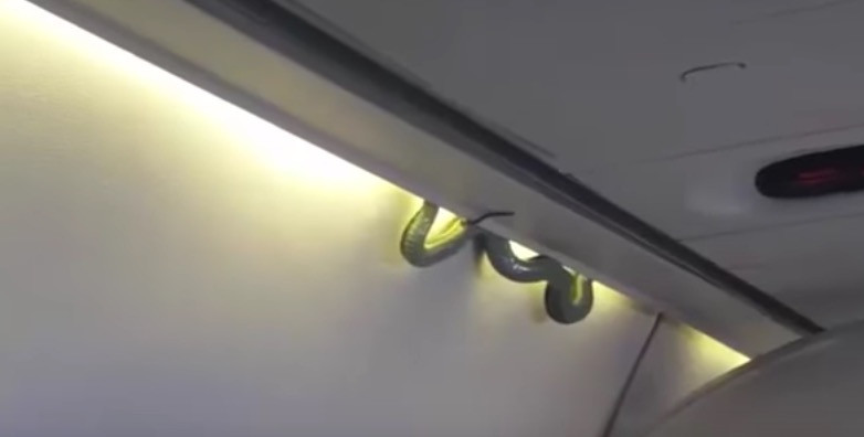 Πανικός σε αεροπλάνο από «λαθρεπιβάτη»… φίδι [Βίντεο]
