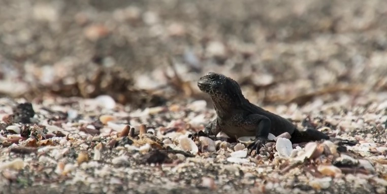 Ένα από τα συναρπαστικότερα βίντεο άγριας φύσης: Ιγκουάνα προσπαθεί να ξεφύγει από δεκάδες φίδια