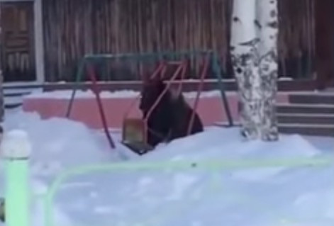 ΒΙΝΤΕΟ: Απίθανη αρκούδα πήγε παιδική χαρά για να κάνει κούνια!