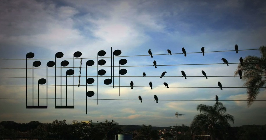 Πουλιά συνθέτουν μουσική μέσω μιας φωτογραφίας! [ΒΙΝΤΕΟ]