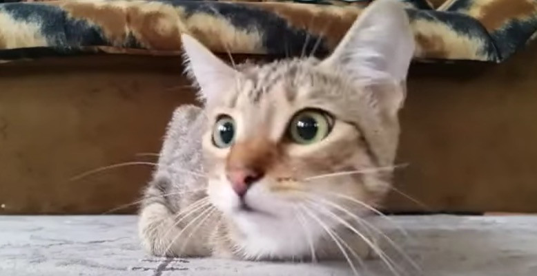 Βίντεο: Δείτε πως αντιδρά μια γάτα… βλέποντας Χίτσκοκ