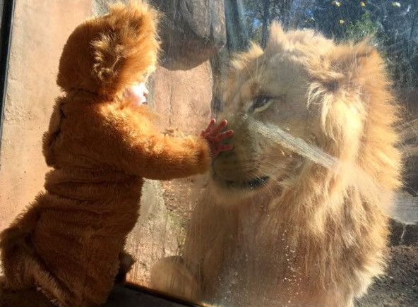 Μωρό ντυμένο λιοντάρι συναντά ένα πραγματικό λιοντάρι [ΒΙΝΤΕΟ]