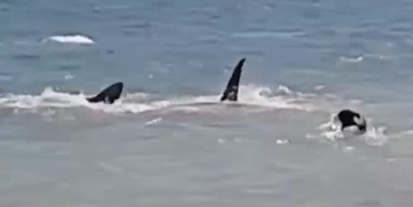 Βίντεο: Σκύλος έστρωσε στο κυνήγι… καρχαρία!
