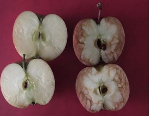 «Το χτυπημένο μήλο»: Ένα κόλπο μιας δασκάλας κατά του bullying