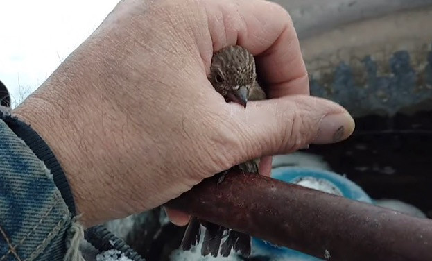 Άντρας σώζει παγωμένο πουλάκι με τη ζεστή ανάσα του [ΒΙΝΤΕΟ]
