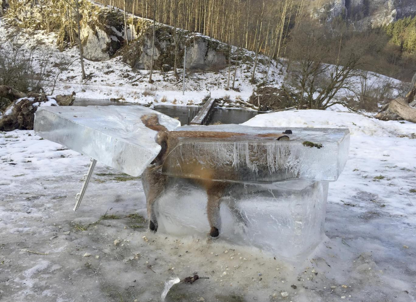 Η απίστευτη εικόνα: Αλεπού παγιδεύτηκε στον πάγο