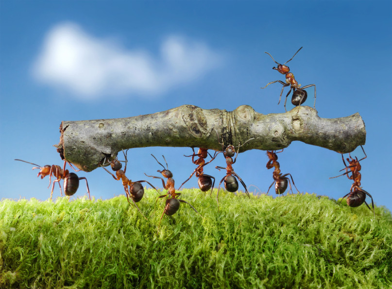 ‘Ενα παραμύθι για ένα μικρό μυρμήγκι που πήγαινε κάθε μέρα στη δουλειά…