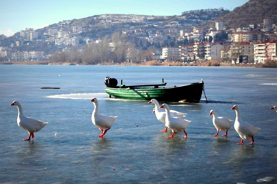 Πάπιες και κύκνοι έκαναν «πατινάζ» στην παγωμένη λίμνη της Καστοριάς [ΦΩΤΟΓΡΑΦΙΕΣ]