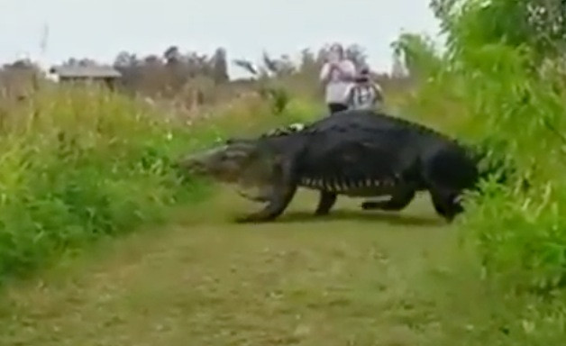 Αυτός ο αλιγάτορας έχει μέγεθος… δεινόσαυρου! [ΒΙΝΤΕΟ]