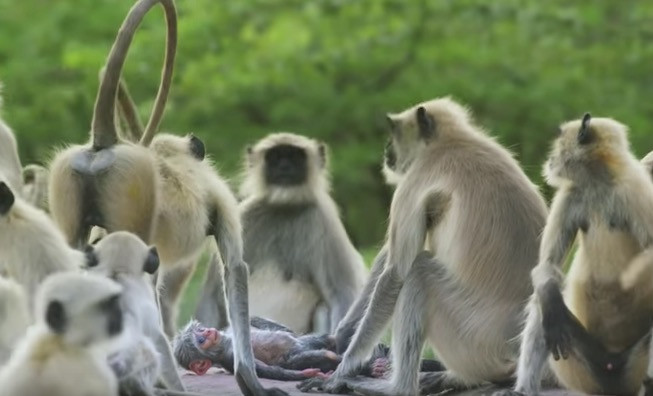 Απίστευτο! Μαϊμούδες θρηνούν μαϊμουδάκι – ρομπότ που νομίζουν ότι πέθανε [ΒΙΝΤΕΟ]